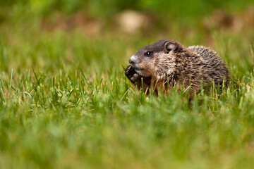 marmot in the grass