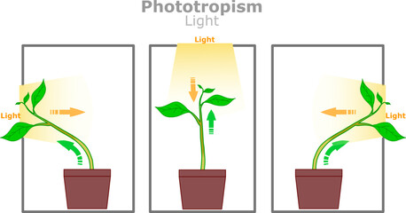Phototropism light. Plant grows in the direction of sun, with auxin hormone. Maximize energy absorption for photosynthesis. Illustration vector - obrazy, fototapety, plakaty