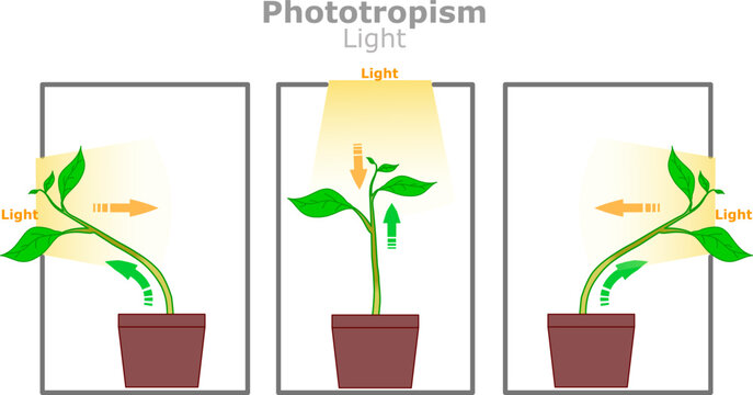 Phototropism light. Plant grows in the direction of sun, with auxin hormone. Maximize energy absorption for photosynthesis. Illustration vector