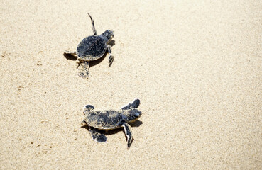 little turtle on beach