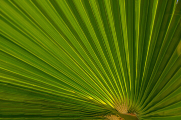 Fototapeta premium green palm leaf with sunlight 2