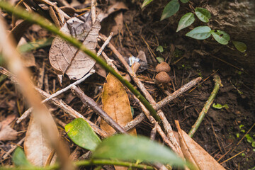 Mushroom in the forest