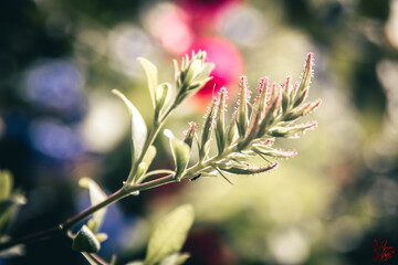 close up of flowers
