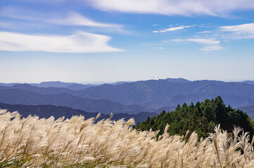 秋、和歌山県生石高原のススキ野原