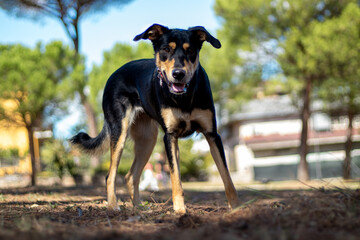 cane che gioca in un parco 