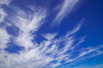 秋、和歌山県生石高原のススキ野原