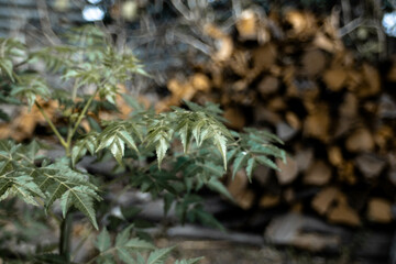 green moss on the tree