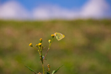 黄色い花にとまるモンキチョウ、秋の野原で。