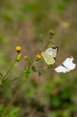 黄色い花にとまるモンキチョウとモンシロチョウ、秋の野原で。
