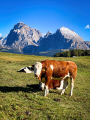 Fototapeta na wymiar Cow standing infront of iconic panorama of Sassolungo - Langkofel mountain group in autumn at Seiser Alm Alpe di Siusi, Dolomites, South Tyrol, Italy