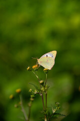 黄色い花にとまるモンキチョウ、秋の野原で。