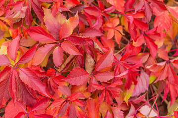Fall leaves background. red leaf texture. Red leaf texture red leaf texture. Leaf texture background. fall background fiery red leaves