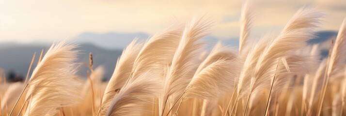 Pampas grass outdoor in light pastel colors. banner - obrazy, fototapety, plakaty