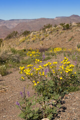 Obraz premium Mojave Suncup wildflowers in the desert, yellow wildflowers in the desert