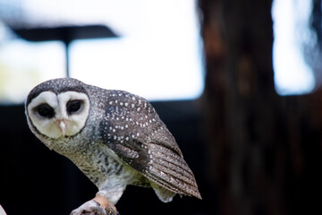The lesser sooty owl is a dark sooty-grey in color, with large eyes in a grey face, fine white...