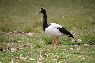 Naklejka na ściany i meble The magpie goose is a black and white seabird with black head and neck and a white body and a long neck.