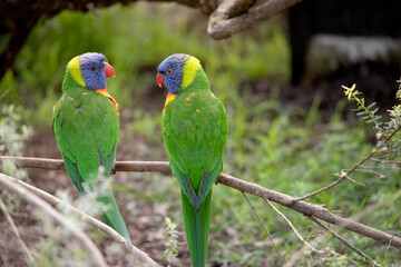 The rainbow lorikeet has a bright yellow-orange/red breast, a mostly violet-blue throat and a yellow-green collar.