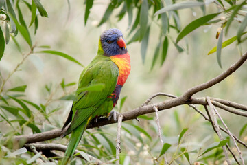 the rainbow lorikeet has a bright yellow-orange/red breast, a mostly violet-blue throat and a yellow-green collar.