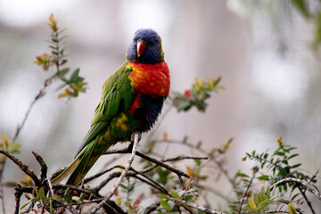 The rainbow lorikeet has a bright yellow-orange/red breast, a mostly violet-blue throat and a yellow-green collar.