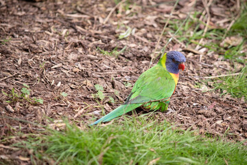 The rainbow lorikeet has a bright yellow-orange/red breast, a mostly violet-blue throat and a yellow-green collar.