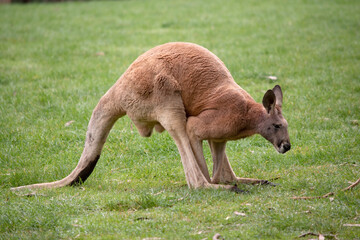 Naklejka na ściany i meble Male red kangaroos have red-brown fur. They have shortened upper limbs with clawed paws.