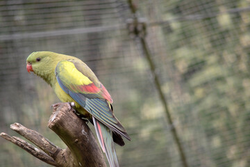 The female regent parrot is all light green. It has yellow shoulder patches and a narrow red band crosses the centre of the wings and yellow underwings