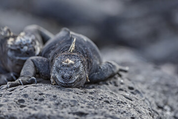 Marine iguana resting on the rocks on the Galapagos Islands, Ecuador