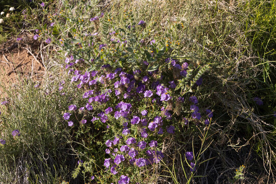 Purple Desert Wildflowers