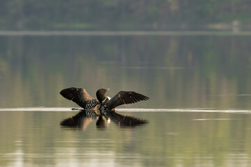 loon in the water wings opened reflection