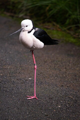 the black winged stilt is a black and white seabird with pink legs.  It has a white head with a narrow black beak white chest and black wings