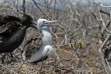 Female frigate bird with chick, in the nest, North Seymour island, Galapagos