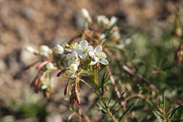White and yellow wildflowers