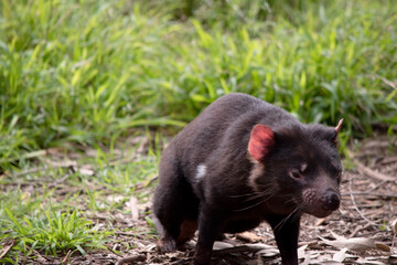 Tasmanian Devils are the size of a small dog. Devils have black fur with a large white stripe across their breast and the odd line on their back.