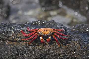 Adult Sally Lightfoot crab on the rocky shore. Galapagos islands.