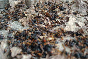 a lot of dead asian hornets