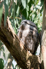 this is a close up of a tawny frogmouth