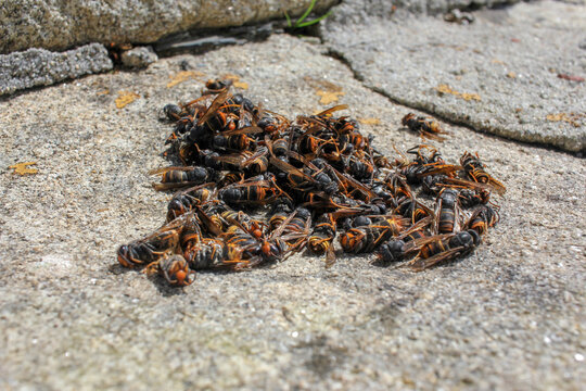asian hornets piled together