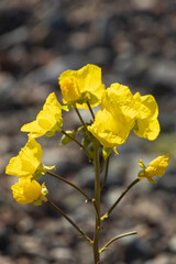 Manylobe primrose Chylismia multijuga, yellow wildflowers