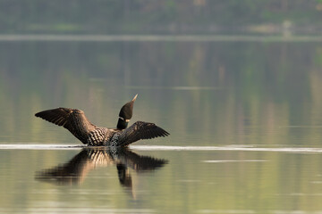 loon in the water wings opened reflection 2