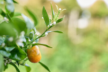 Mandarin blossom and fruit, spring, NZ