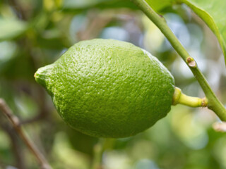 Green ripe lime fruit (Citrus aurantifolia) grow on tree branch. Fresh bunch of natural fruits...