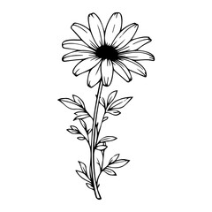 beautiful monochrome, black and white daisy flower isolated. for greeting card and invitations of the wedding, birthday, Valentine's Day, mother's day and other seasonal holiday