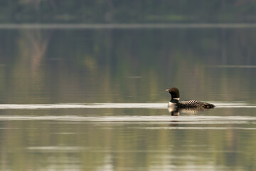 loon swimming in the lake reflection