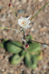 Small white wildflower bloom