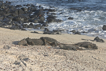 Group of marine iguanas basking in the sun on the Galapagos island shore