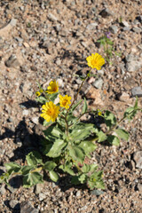 Desert Sunflower, wildflower in the desert