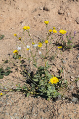 Yellow superbloom at Lake Mead National Recreation Area