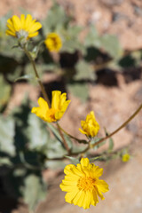 Desert Sunflower, wildflower
