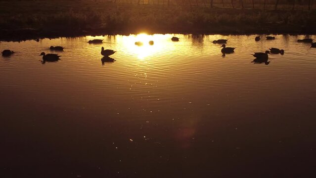 patos en una laguna al ocaso disfrutan del d&iacute;a 