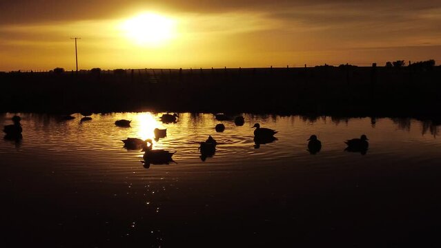 Patos en la dorada laguna disfrutando el final del d&iacute;a